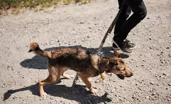 Search dog advice