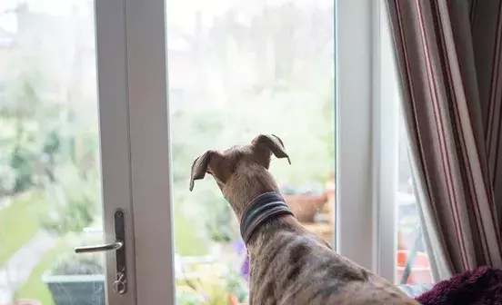 Search dog advice