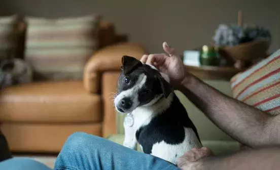 Search dog advice